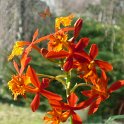 EPIDENDRUM LBAGUENSE